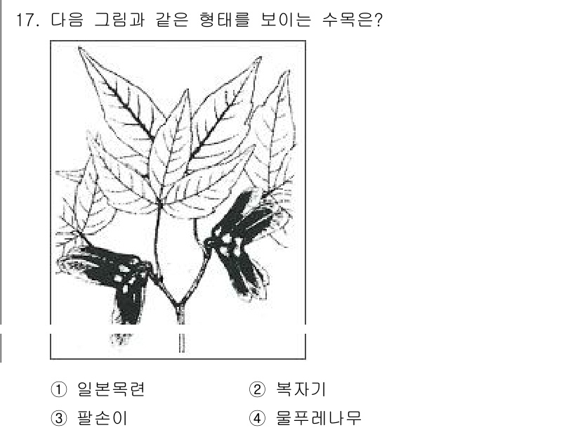 조경기능사 2015년 17번 - 주어진 이미지는 일본목련의 특징을 잘 보여줍니다. 일본목련은 잎의 형태가... 에 관한 핵심 기출문제