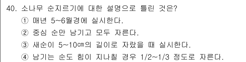 조경기능사 2015년 40번 - 소나무 순지르기에 대한 설명 중에서 '5'번이 정답인 이유는, 소나무를 ... 에 관한 핵심 기출문제