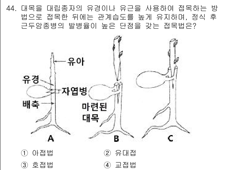 조경기능사 2015년 44번 - 이 문제에서 정답인 '4. 교접법'은 대목과 접목할 대목이 유경이나 유근... 에 관한 핵심 기출문제