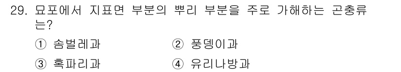 산림기능사 2016년 29번 - 유리니방과는 여러 가지 기후 조건에서 자생하며 특히 빽빽한 숲을 형성하는... 에 관한 핵심 기출문제