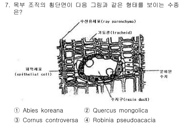 산림기사 2016년 7번 - 정답은 3번 Cornus controversa입니다. 이 식물은 목부 조... 에 관한 핵심 기출문제