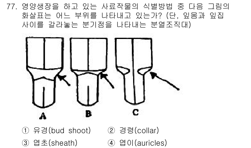 축산기사 2015년 77번 - 정답은 4. 엽이(auricles)입니다. 주어진 그림은 식물의 다양한 ... 에 관한 핵심 기출문제