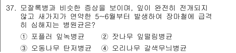산림기사 2018년 37번 - 정답은 1번, 포플러 잎녹병군입니다. 이 병원균은 모잘록병과 유사한 증상... 에 관한 핵심 기출문제