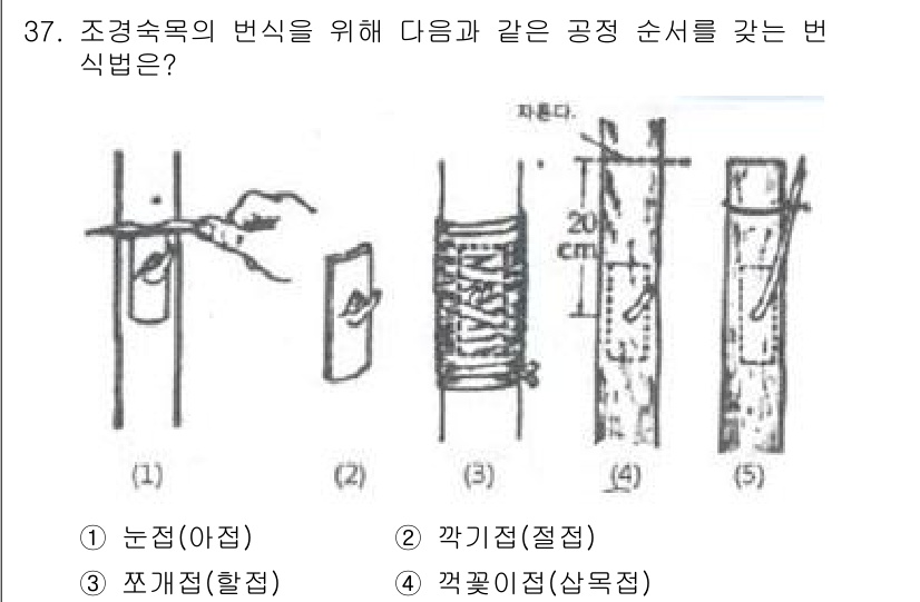 조경산업기사 2018년 37번 - 정답은 4번 '겯꽃이접(삼목접)'입니다. 조경수목의 변형을 최소화하면서 ... 에 관한 핵심 기출문제