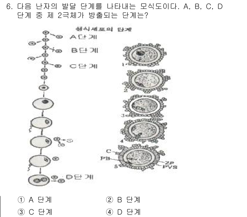 축산산업기사 2018년 6번 - 정답은 4. D 단계입니다. D 단계에서는 난자의 발달 과정에서 배반포가... 에 관한 핵심 기출문제