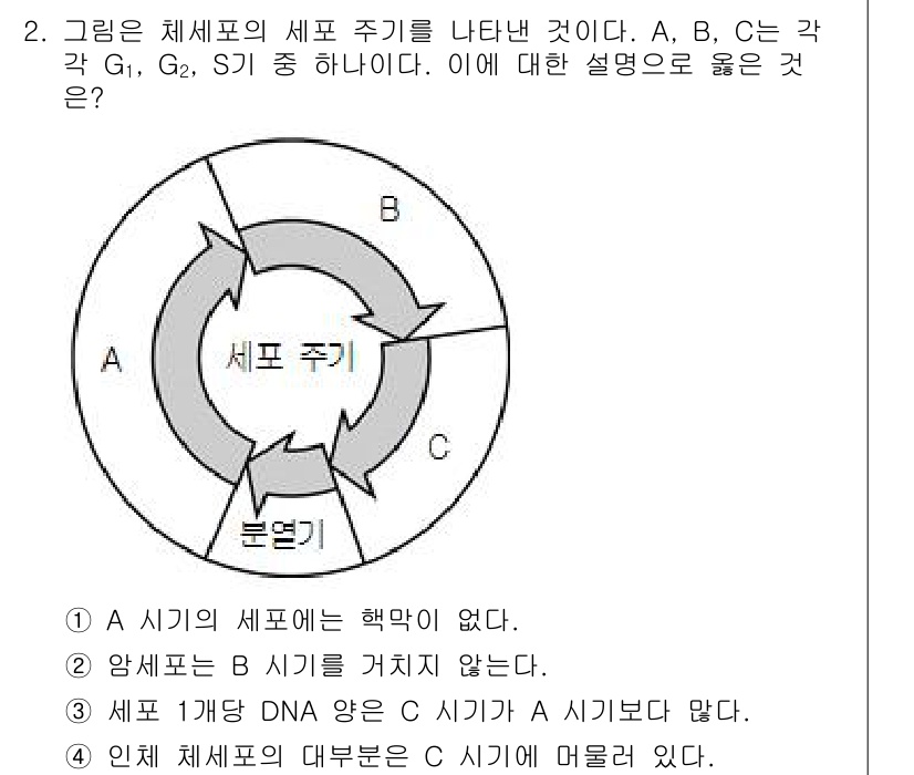 9급_국가직_공무원_과학 2016년 2번 - C기는 세포 주기의 G1, S, G2 단계를 포함하고 A 기에 해당하는 ... 에 관한 핵심 기출문제