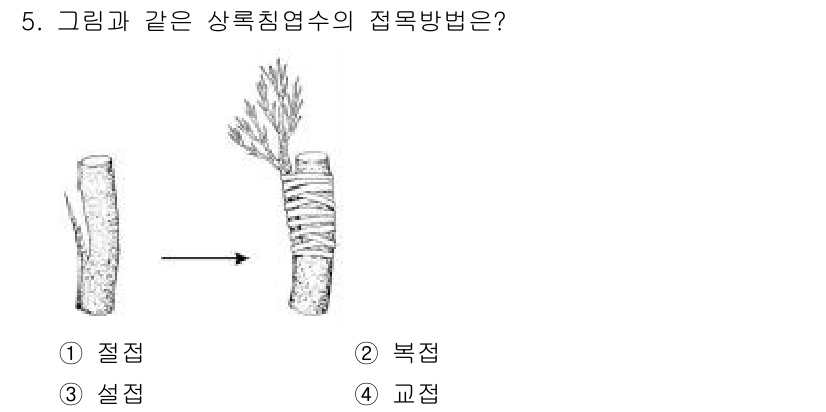 9급_국가직_공무원_조림 2019년 5번 - 정답은 3번 설접입니다. 설접은 상록침엽수의 줄기를 자르고 다른 줄기를 ... 에 관한 핵심 기출문제