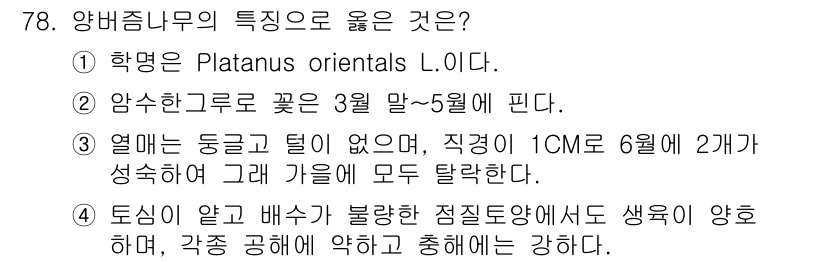 조경기사 2019년 78번 - . 앙버즘나무(Platanus orientalis)는 3월에서 5월 사이... 에 관한 핵심 기출문제