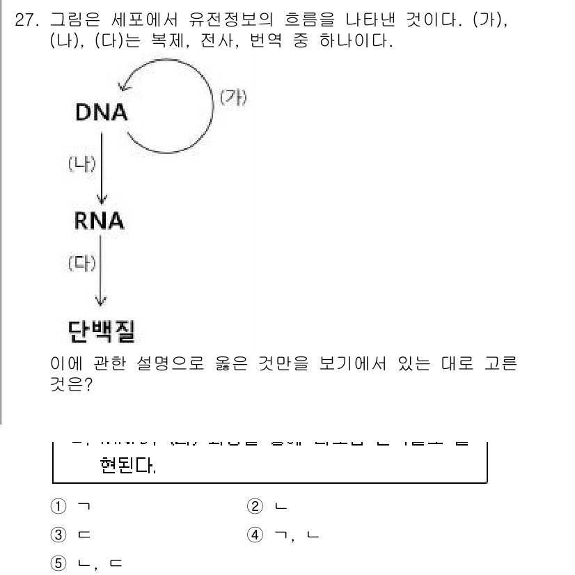 변리사_1차(3교시) 2016년 27번 - 문제에서 제시된 (가), (나), (다) 항목이 DNA의 구조와 전사, ... 에 관한 핵심 기출문제