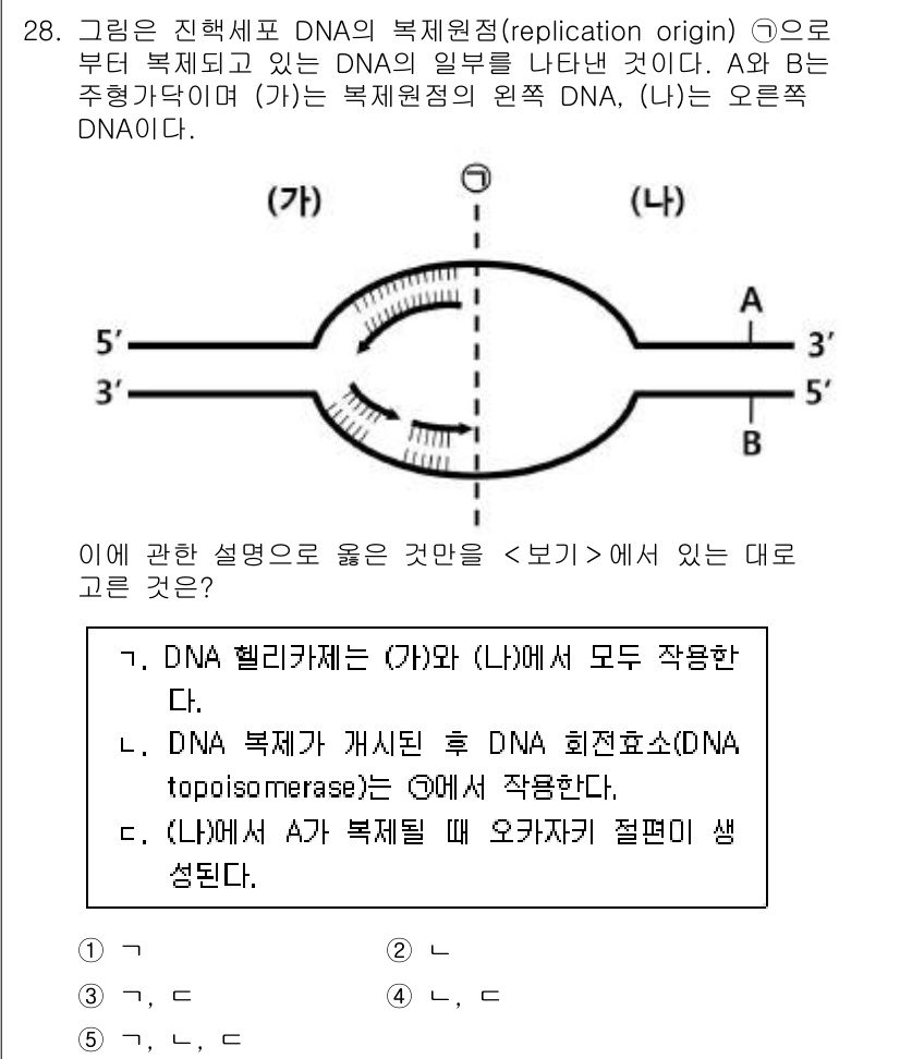 변리사_1차(3교시) 2018년 28번 - DNA 복제 시 DNA 헬리케이스가 특정 위치에서 DNA 이중 나선을 풀... 에 관한 핵심 기출문제