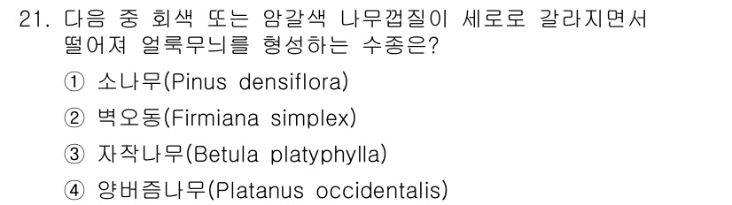 조경산업기사 2019년 21번 - 정답은 4번, 양백플라타누스(Platanus occidentalis)입니... 에 관한 핵심 기출문제