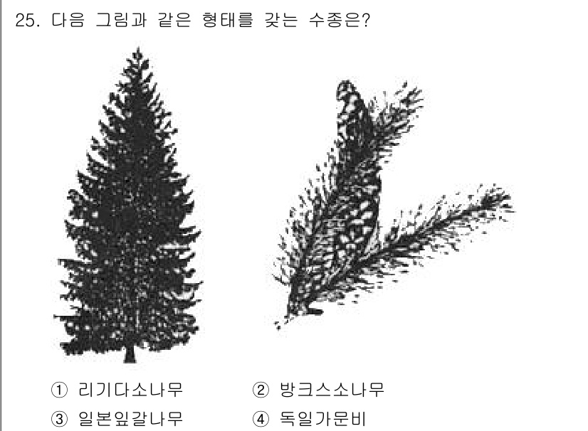 조경산업기사 2019년 25번 - . 독일가문비

해설: 독일가문비는 뾰족한 형태와 가지가 아래로 처져 있... 에 관한 핵심 기출문제