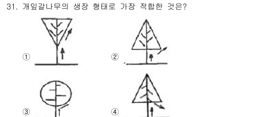 조경산업기사 2019년 31번 - 개잎갈나무는 잎의 형태가 뾰족하고 상부는 넓은 형태로 볼 수 있습니다. ... 에 관한 핵심 기출문제