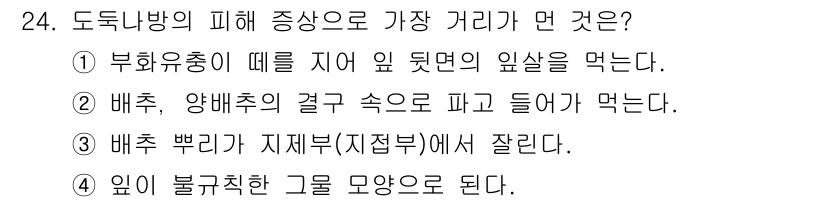 식물보호기사 2019년 24번 - 정답은 ③입니다. 배추 뿌리의 피해가 심해지면 식물체의 안정성이 감소하여... 에 관한 핵심 기출문제