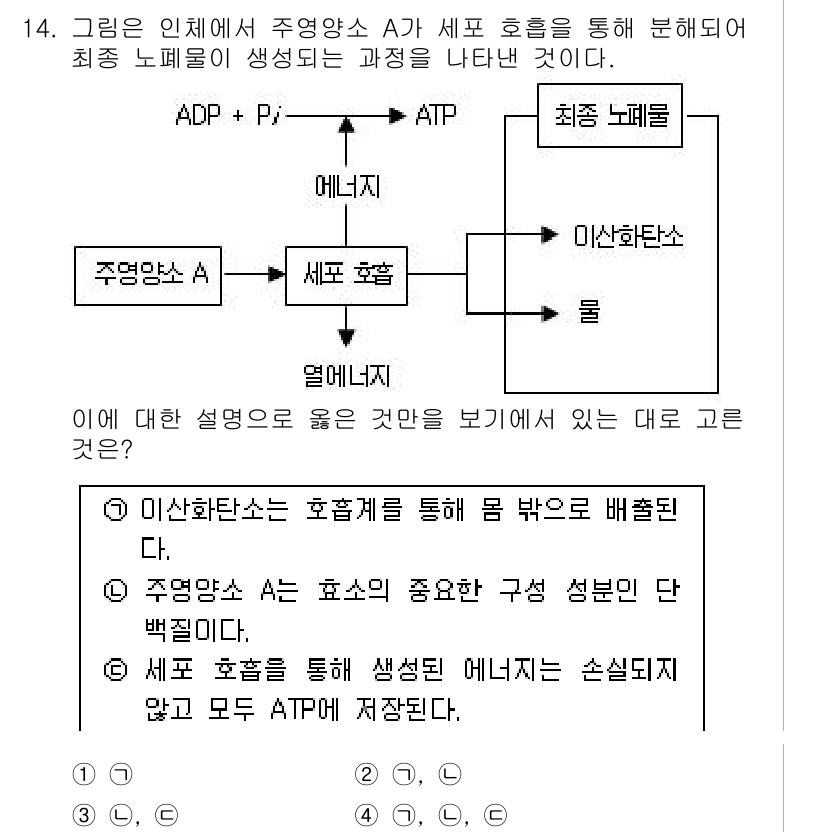 경찰공무원(순경)_과학 2015년 14번 - 주형양상 A는 효소의 기능을 통해 ATP 생성을 유도하며, 이는 생명체에... 에 관한 핵심 기출문제