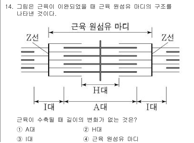 소방공무원(공개)_과학(구) 2019년 14번 - 문제에서 주어진 그림은 근육 원섬유 마디의 구조를 나타내고 있습니다. 근... 에 관한 핵심 기출문제
