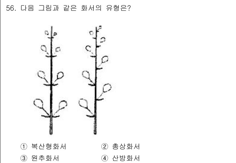 생물분류기사(동물) 2015년 56번 - 주어진 그림은 꽃의 구조를 나타내고 있으며, 각각의 가지에서 여러 개의 ... 에 관한 핵심 기출문제