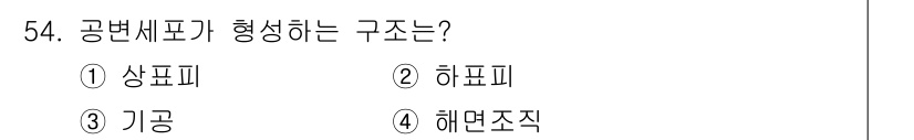 생물분류기사(식물) 2018년 54번 - 공변세포는 기공을 형성하는 세포로, 이들은 주로 식물의 잎에서 발견됩니다... 에 관한 핵심 기출문제
