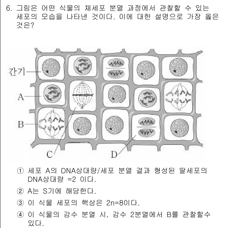 9급_지방직_공무원_서울시_과학 2019년 6번 - 해설: 제시된 도형은 세포의 DNA와 관련된 분열 과정을 나타내며, 세포... 에 관한 핵심 기출문제