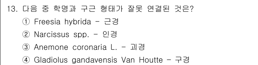 화훼장식기사 2020년 13번 - 'Freesia hybrida'는 초본성 식물로, 구근이 아닌 근경에서 ... 에 관한 핵심 기출문제