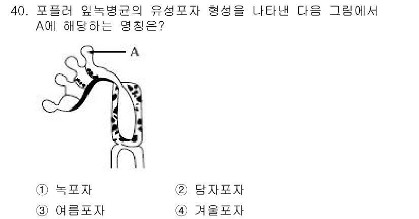 산림산업기사(구60문항) 2020년 40번 - 답은 '2'입니다. 주어진 그림에서 A는 담자포자와 관련된 형태로, 담자... 에 관한 핵심 기출문제