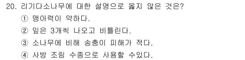 산림산업기사 2020년 20번 - 리기다소나무는 일반적으로 맹아력이 강하고, 하중을 견디는 능력이 뛰어난 ... 에 관한 핵심 기출문제