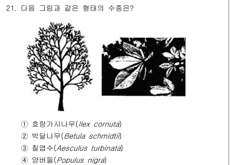 조경산업기사 2020년 21번 - 이 그림은 칠엽수(Aesculus turbinata)의 형태를 나타냅니다... 에 관한 핵심 기출문제