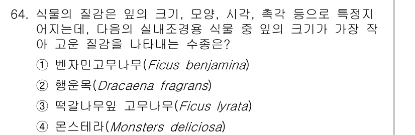 조경기사 2020년 63번 - 벤자민고무나무(Ficus benjamina)는 다른 식물들에 비해 잎 크... 에 관한 핵심 기출문제