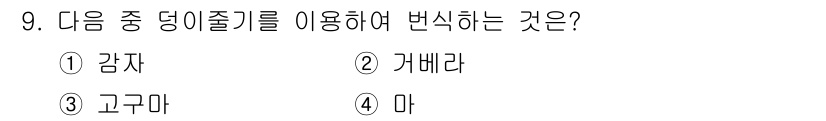 종자기사 2020년 9번 - '가베라'는 덩이줄기를 이용하여 번식할 수 있는 식물입니다. 덩이줄기는 ... 에 관한 핵심 기출문제