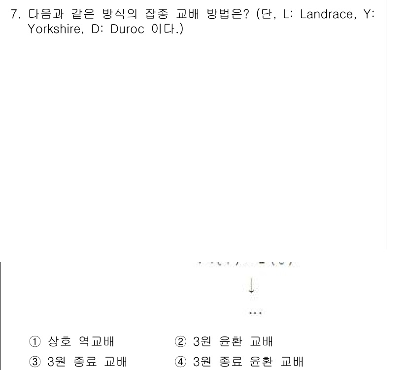 축산기사 2020년 7번 - 해당 문제는 여러 품종의 교배 방식에 관한 것입니다. 제시된 품종(Lan... 에 관한 핵심 기출문제
