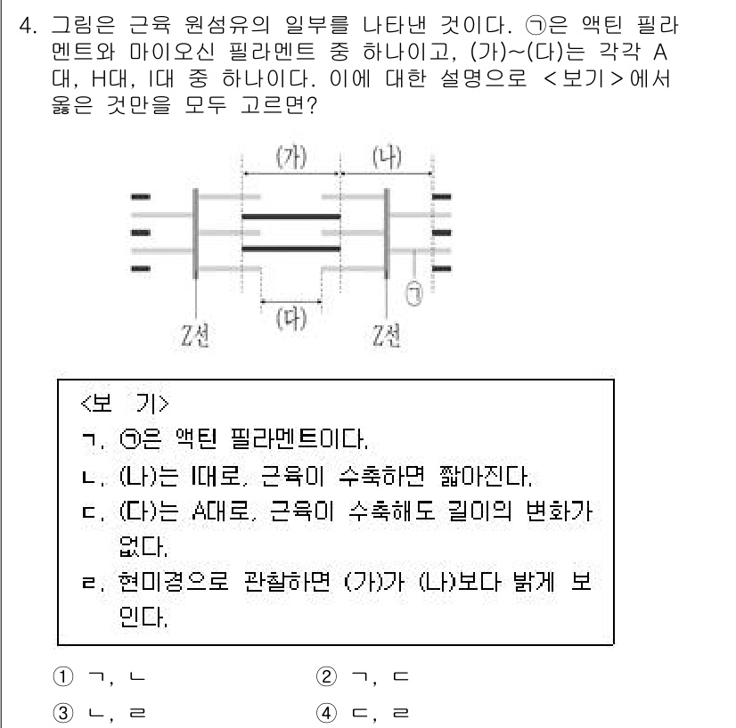 9급_국가직_공무원_과학 2020년 4번 - 문제에서 제시된 그림은 액틴 필라멘트와 마이오신 필라멘트의 구조를 나타내... 에 관한 핵심 기출문제