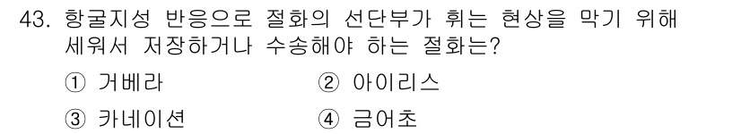 농산물품질관리사_1차 2015년 43번 - 정답 '4' 금어초는 항공지형 반응으로 인해 절화의 선단부가 휘는 현상을... 에 관한 핵심 기출문제