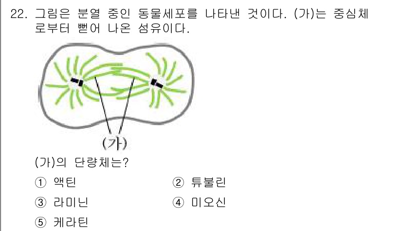 변리사_1차(3교시) 2021년 22번 - 주어진 그림에서 (가)는 세포 분열 중 형성되는 중심체를 나타내고 있습니... 에 관한 핵심 기출문제
