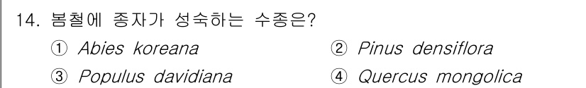 산림기사 2021년 14번 - 정답은 3번, Populus davidiana입니다. 봄철에 성숙하는 수... 에 관한 핵심 기출문제