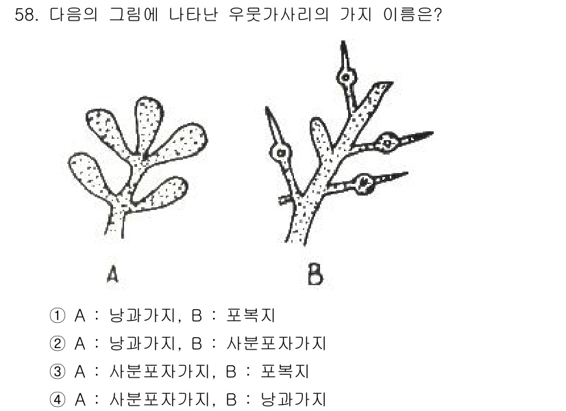 수산양식기사 2021년 58번 - . A는 사분포자가지, B는 포복지로 분류된다. A의 구조는 사분포자가지... 에 관한 핵심 기출문제