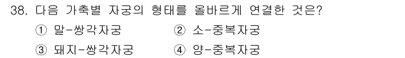 축산기사 2021년 38번 - 말-쌍복자궁과 돼지-쌍복자궁은 모두 복수의 자궁을 가진 동물 그룹에 속하... 에 관한 핵심 기출문제