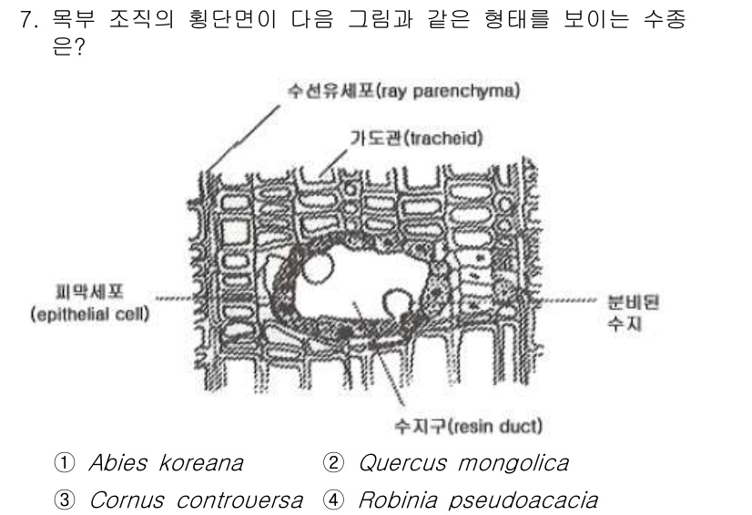 임업종묘기사 2016년 7번 - 정답은 1번 Abies koreana입니다. Abies koreana는 ... 에 관한 핵심 기출문제