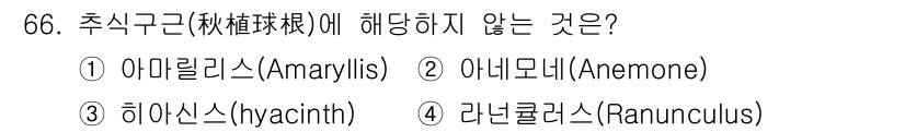 조경기사 2022년 66번 - 추식구근에 해당하지 않는 것은 ① 아마릴리스를 제외한 나머지 두 식물은 ... 에 관한 핵심 기출문제