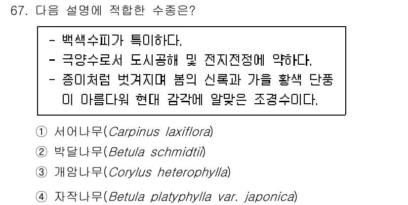 조경기사 2022년 67번 - 정답 4번 '자작나무(Betula platyphylla var. japo... 에 관한 핵심 기출문제