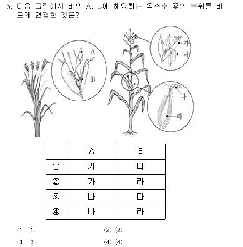 9급_국가직_공무원_식용작물 2022년 5번 - A와 B의 식물은 각각 옥수수와 수수로, 이들은 모두 식용작물에 속합니다... 에 관한 핵심 기출문제