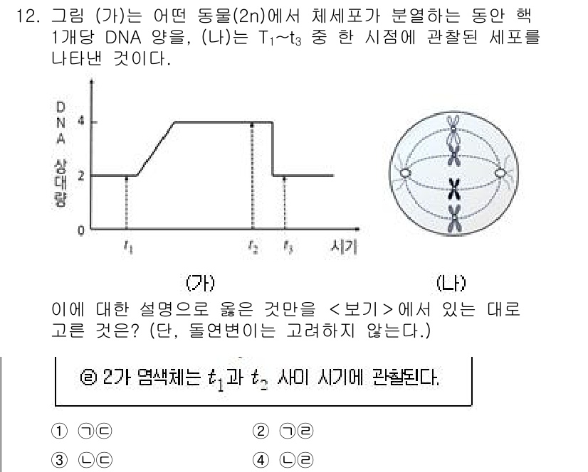 경찰공무원(순경)_과학 2021년 12번 - 주어진 그림에서, (가)는 DNA 이중나선 구조를 나타내며, (나)는 T... 에 관한 핵심 기출문제