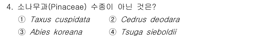 9급_지방직_공무원_조림 2025년 4번 - 정답은 1번 Taxus cuspidata입니다. Taxus cuspida... 에 관한 핵심 기출문제